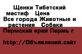  Щенки Тибетский мастиф › Цена ­ 50 000 - Все города Животные и растения » Собаки   . Пермский край,Пермь г.